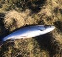 Thurso River First Salmon Caught By Pat Quinn 09/03/2018 Beat 9
